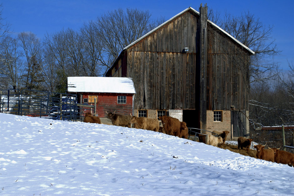cattle outside the barn in the winter