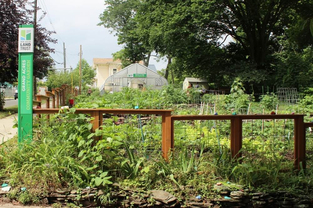 Community garden set in a neighborhood with a sidewalk on the left-hand side and a tree on the right