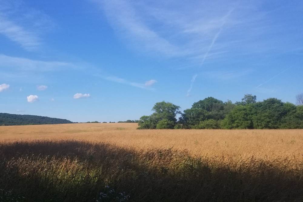 Open field of tall brown grass with trees in the background and a blue sky with wispy white clouds