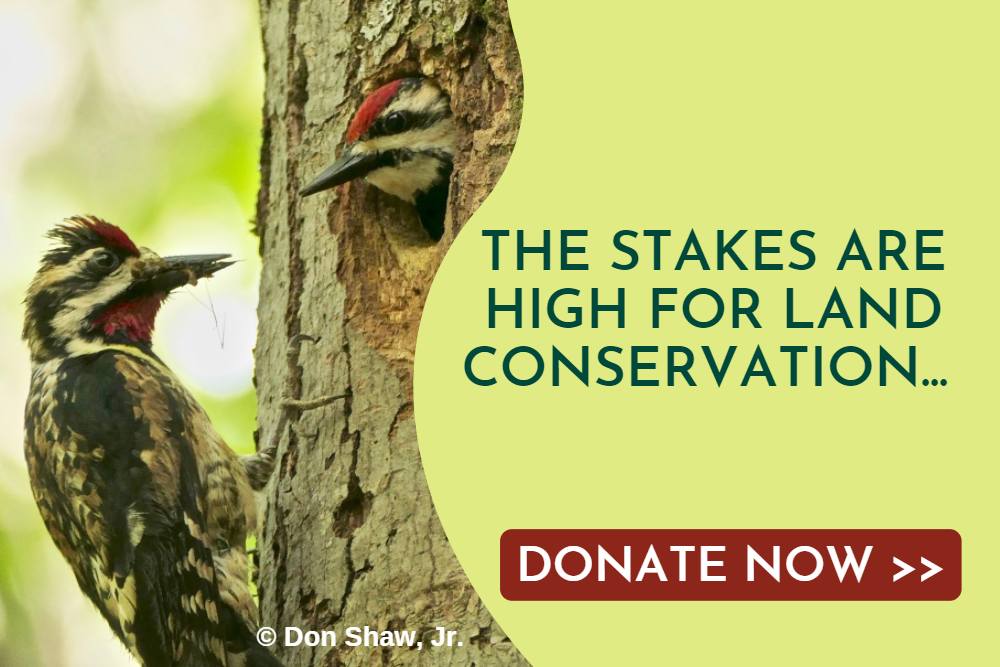 Two birds facing each other with one bird in a hole in a tree and the other bird on the bark with text that says, "The stakes are high for land conservation. Donate now."