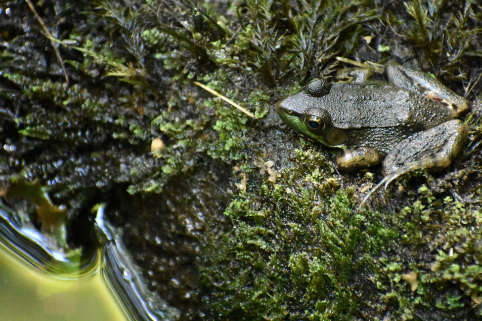 green frog camouflaged on moss