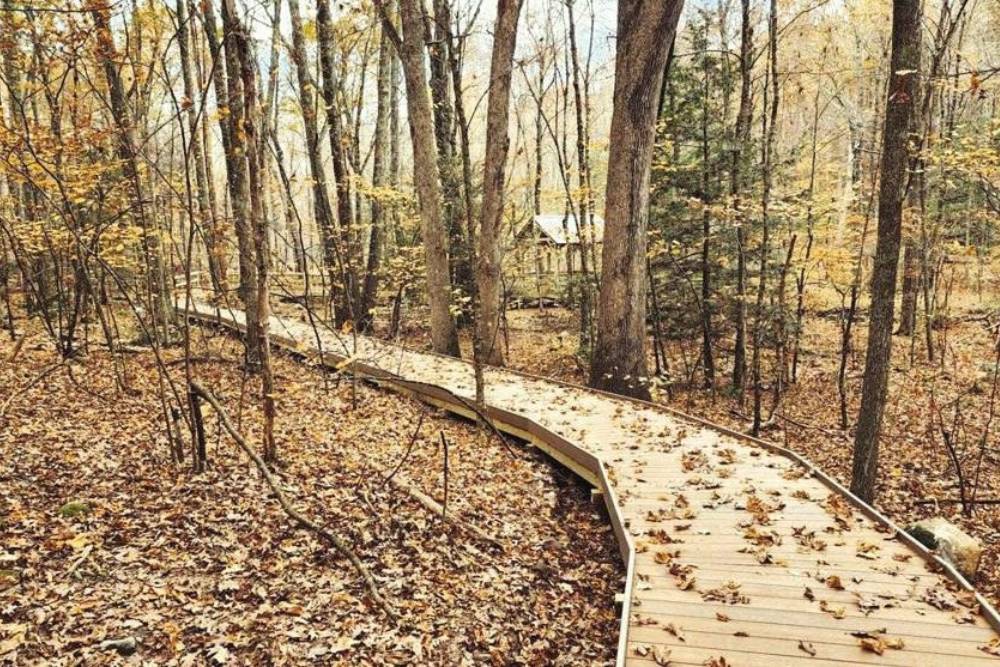 Trail bridge in the woods