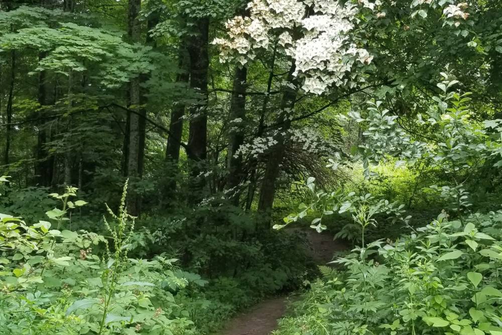 Trail leading into the woods