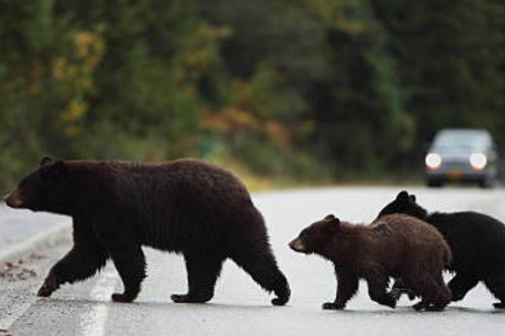 Black bear and bear cubs crossing the street