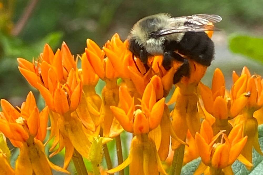 Bee pollinating on bright orange flower