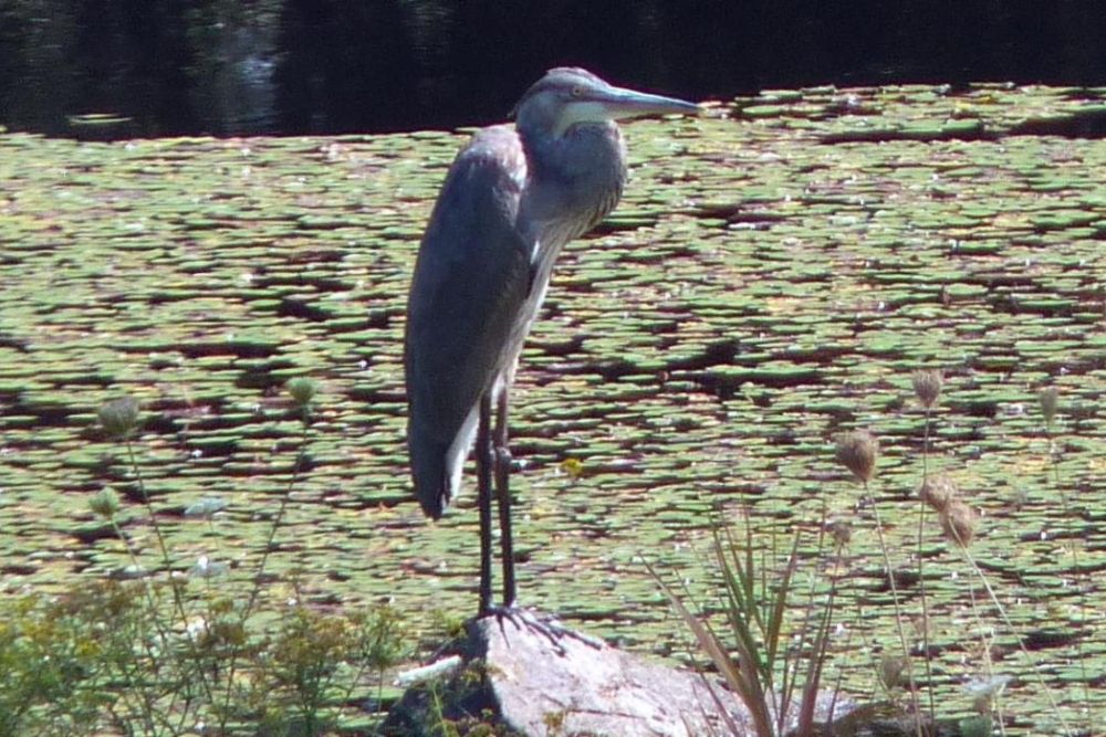 Great blue heron in the water with a lot of lily pads
