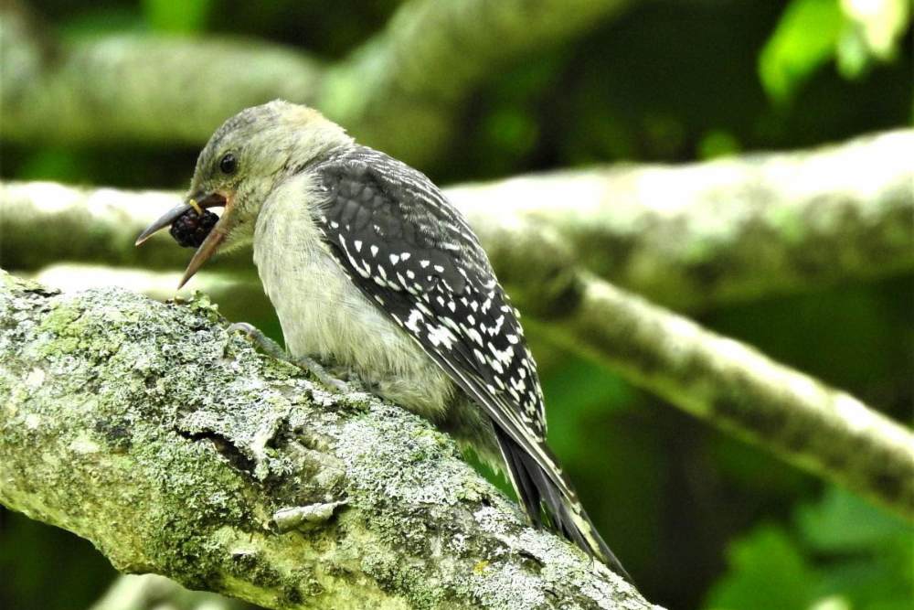 Bird eating a mulberry on a tree branch