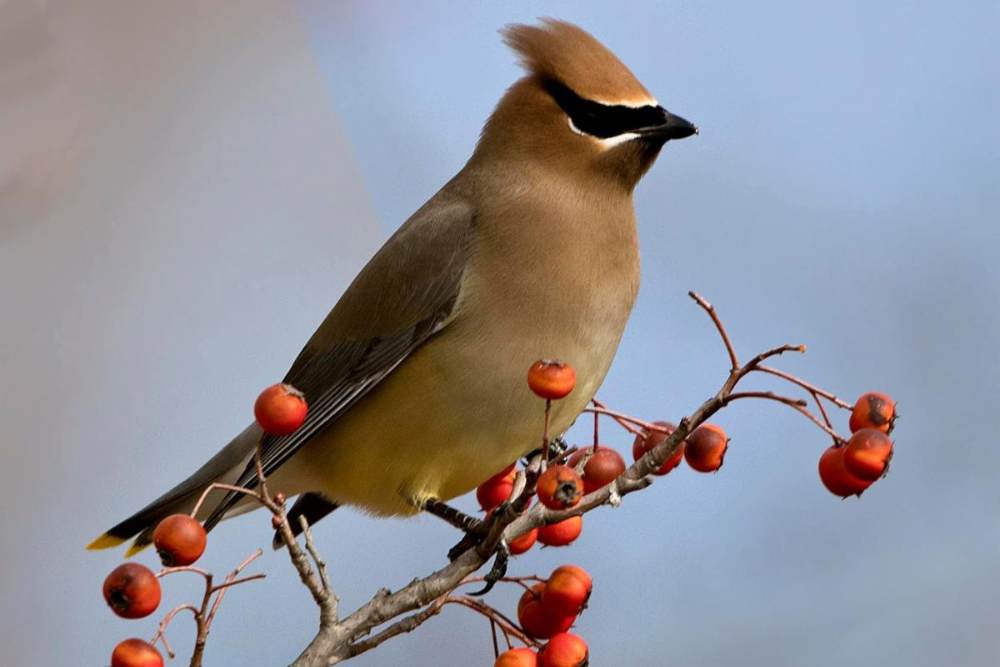 Bird sitting on a branch of red berries
