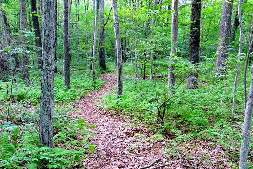 68 acres of forested open space