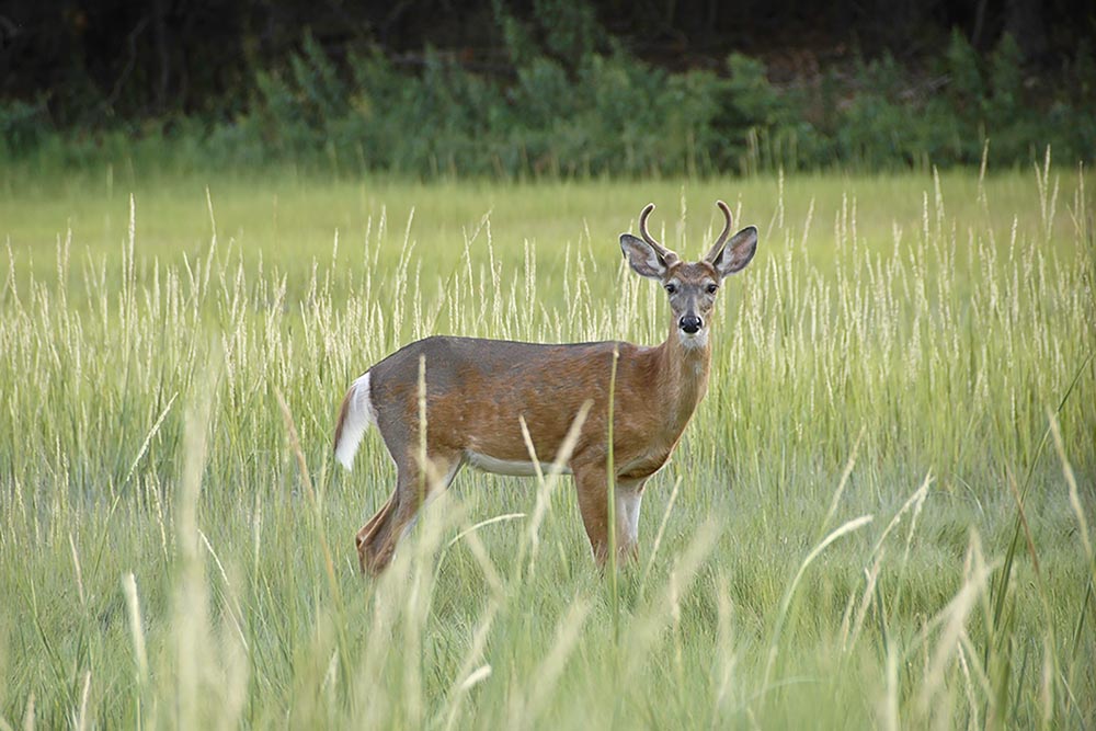 Deer at Farm Creek Preserve Norwalk Land Trust
