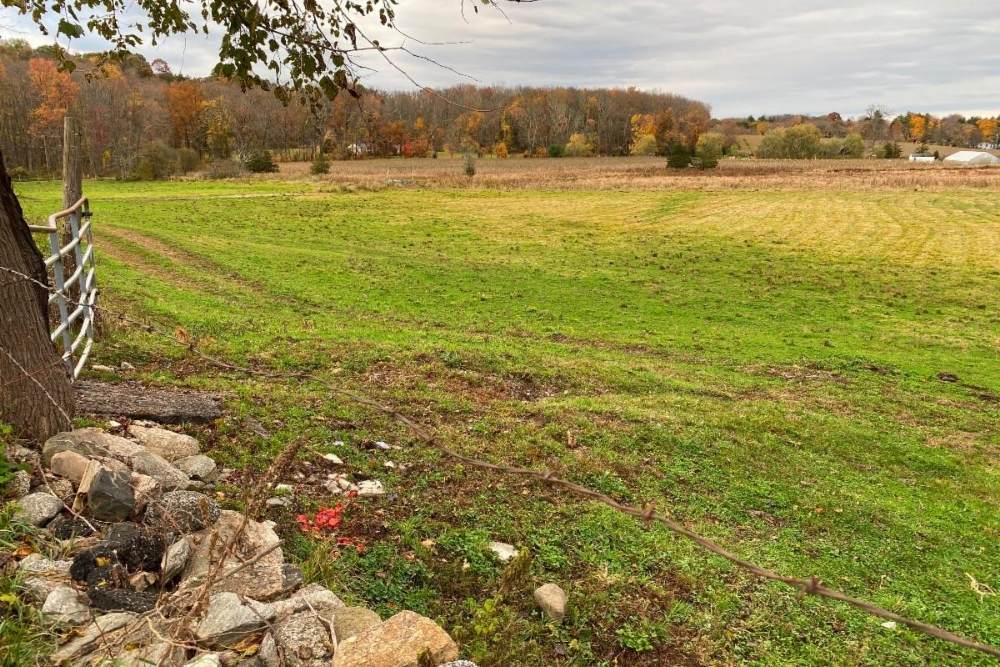 Field with a stone wall on the left and trees in the background