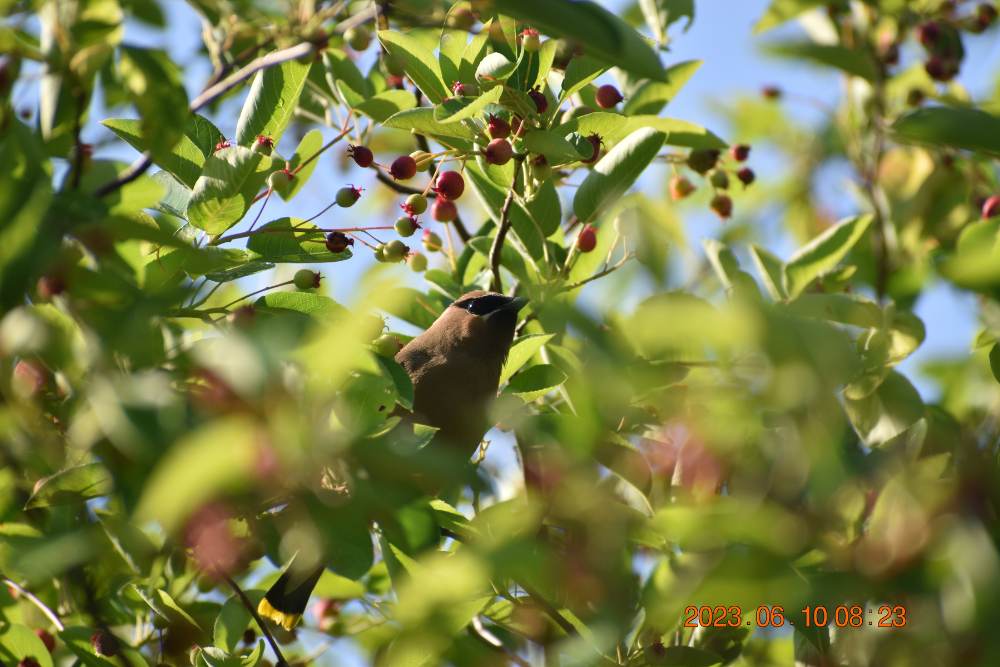 Cedar waxwing bird feeding on a branch with berries and lush green leaves