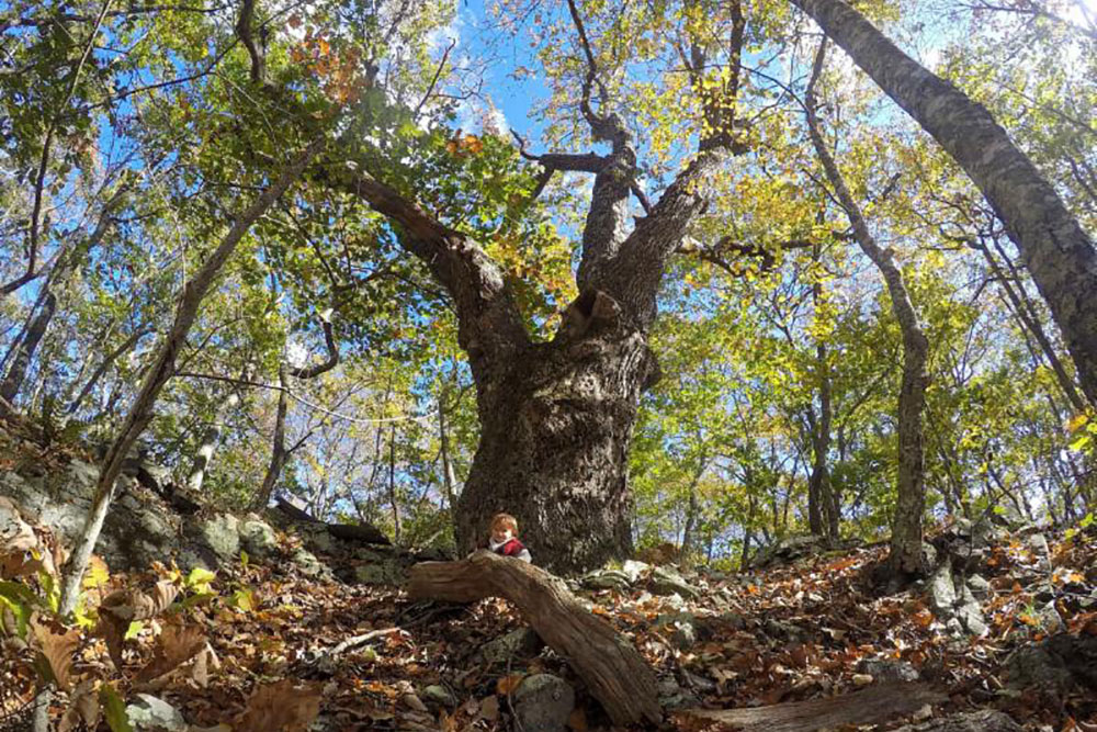 Chestnut Oak tree