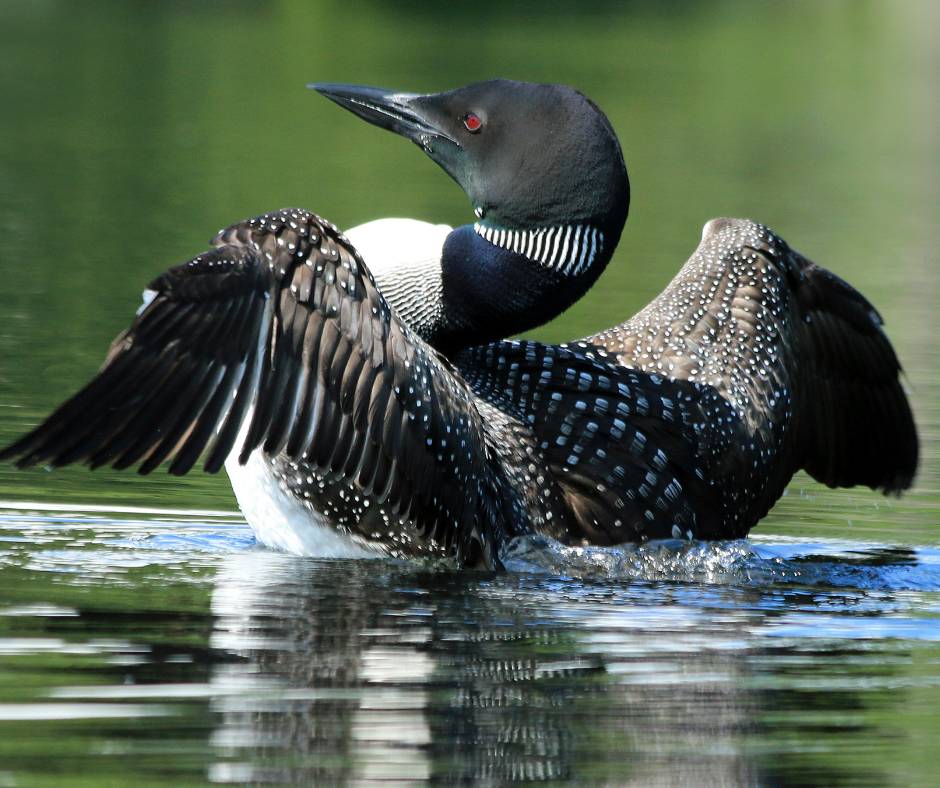Common loon bird spreading wings on a pond