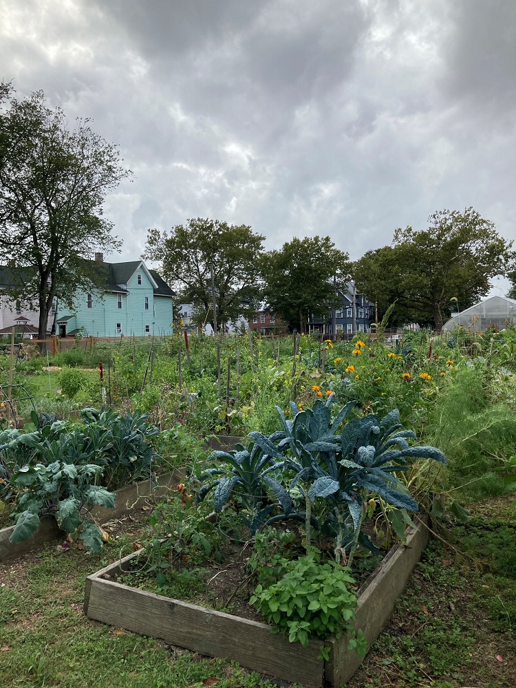 Growing kale at an urban community garden