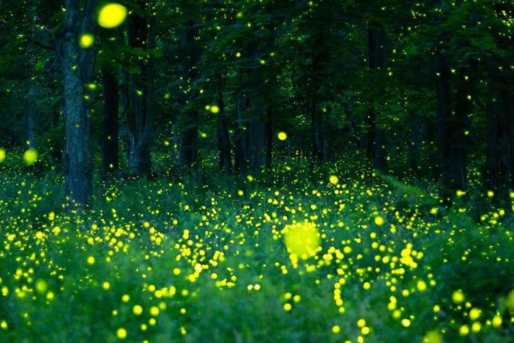 Yellow dots of fireflies outside at night