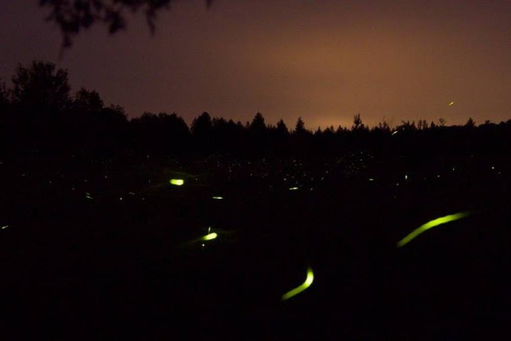 Nightime photo with fireflies in a field with trees in the background