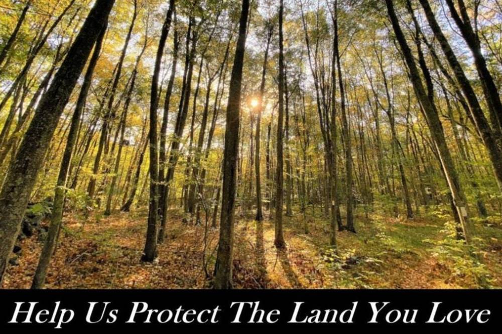 View from ground perspective of trees with text "Help Us Protect the Land You Love"