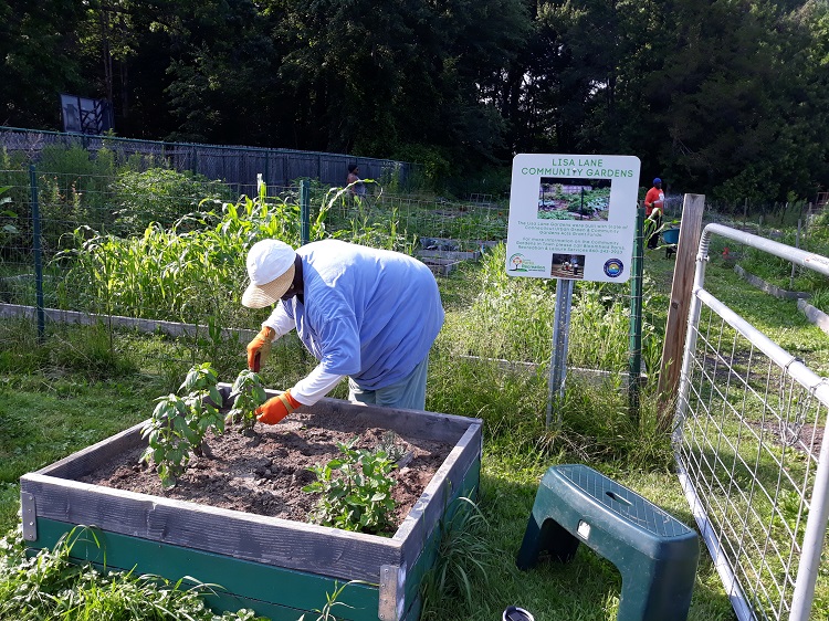 Woman planting vegetables in a raised garden bed at a community garden