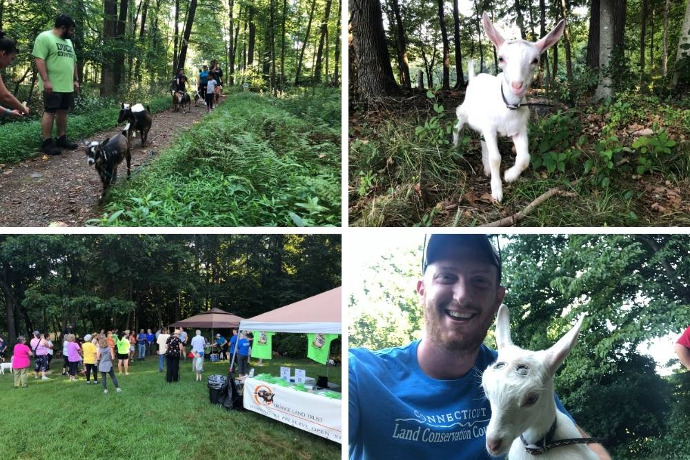 Collage from goat hike