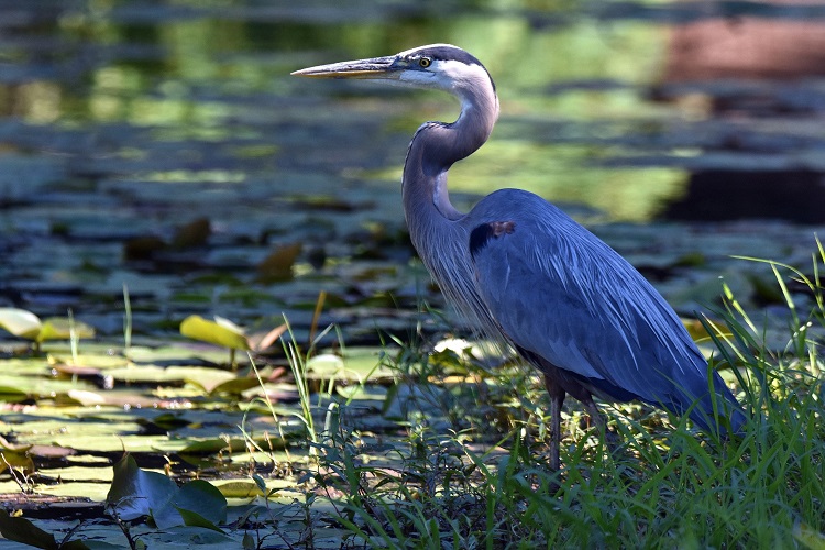 Great blue heron standing among lily pads by a pond