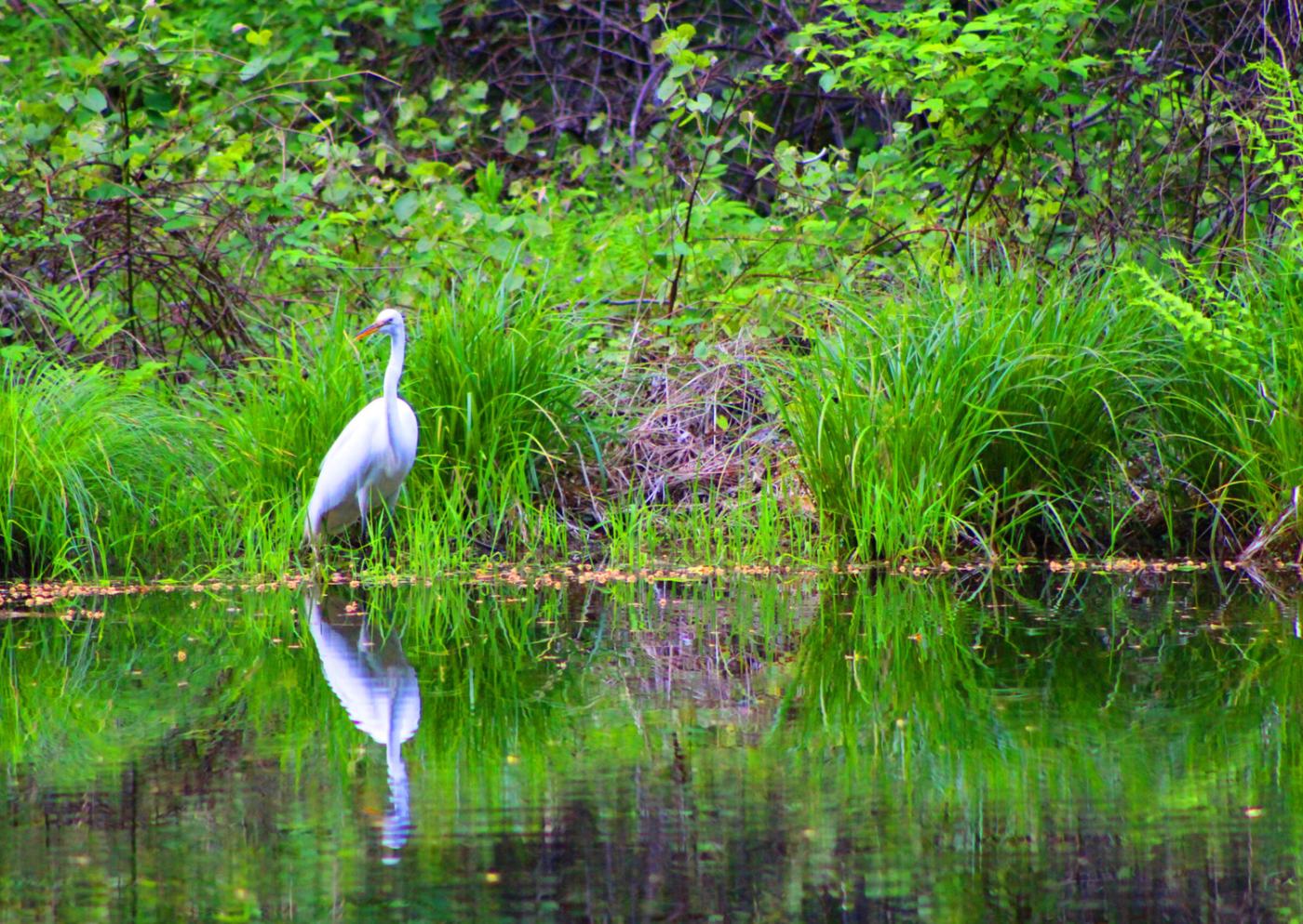 Heron with head turned to its right with its reflection in the clear water. Behind it is a preserve with tall grass.