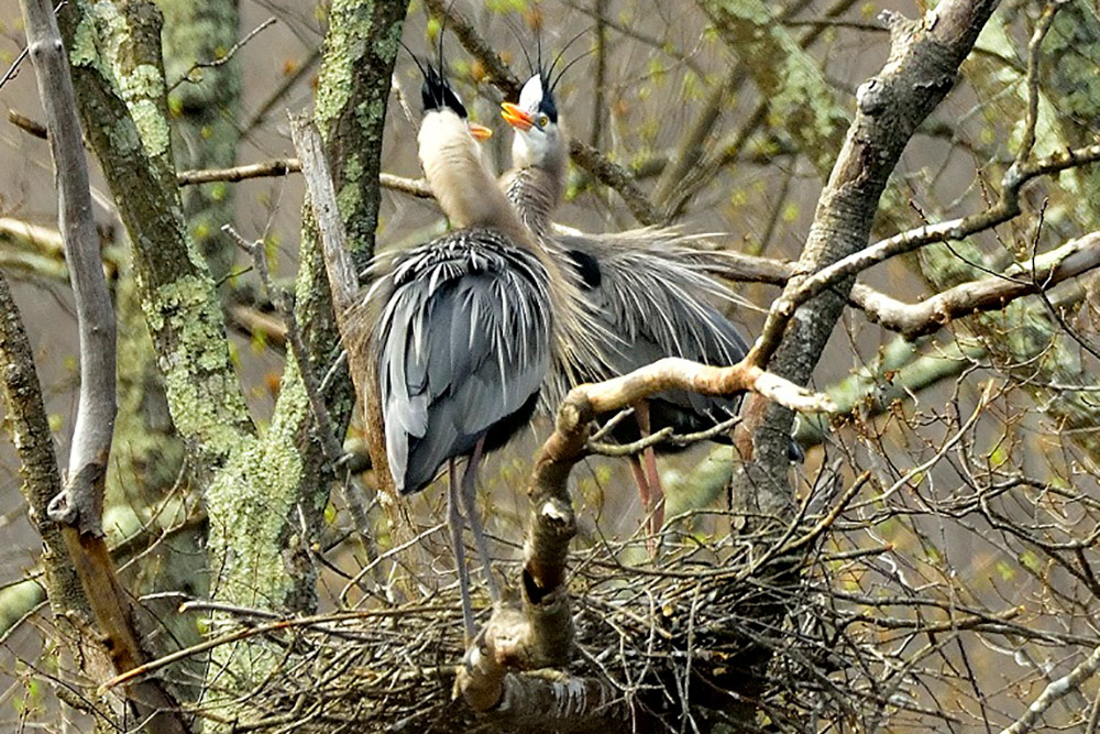 a pair of heron
