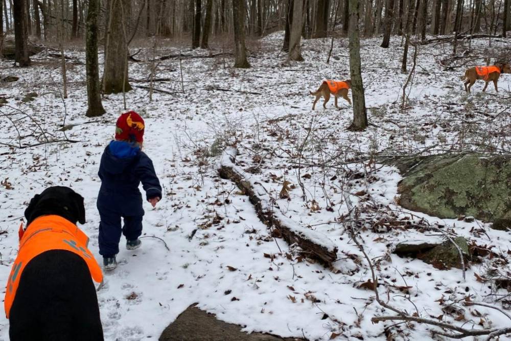 3 dogs hiking off-leash in a snowy wooded area with a small child