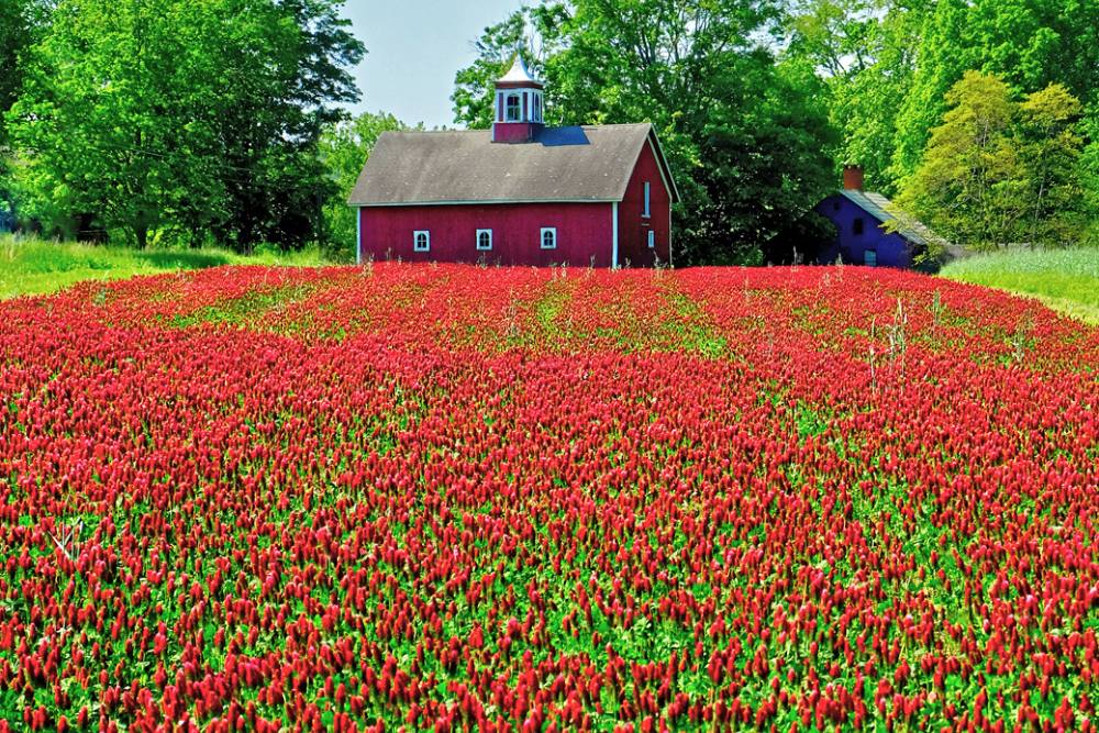 Farm field of vibrant red flowers with house in the background
