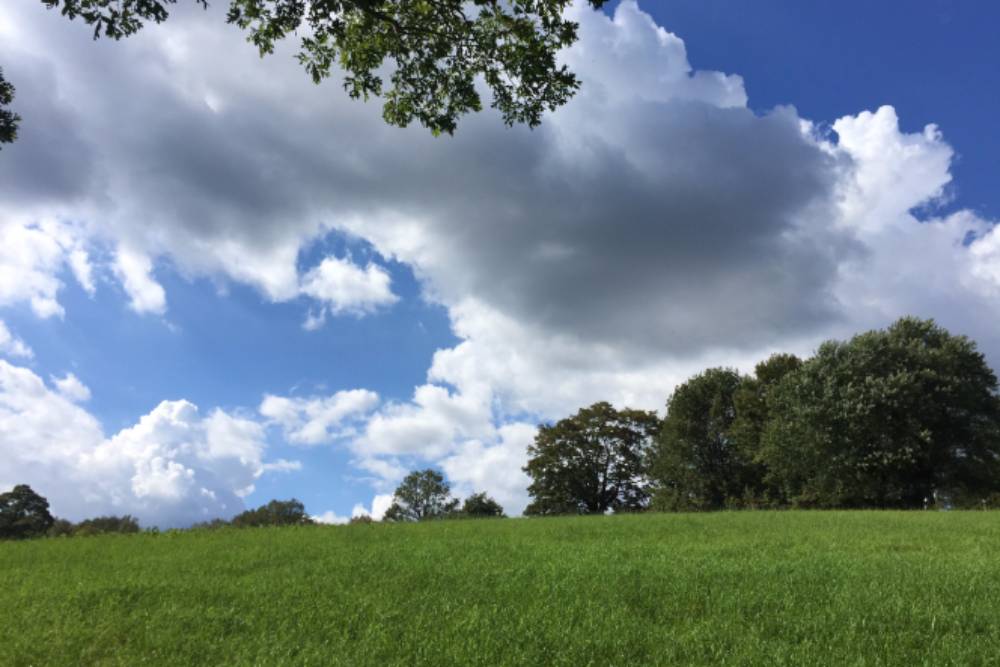 View of green preserve with fluffy white clouds against a blue sky