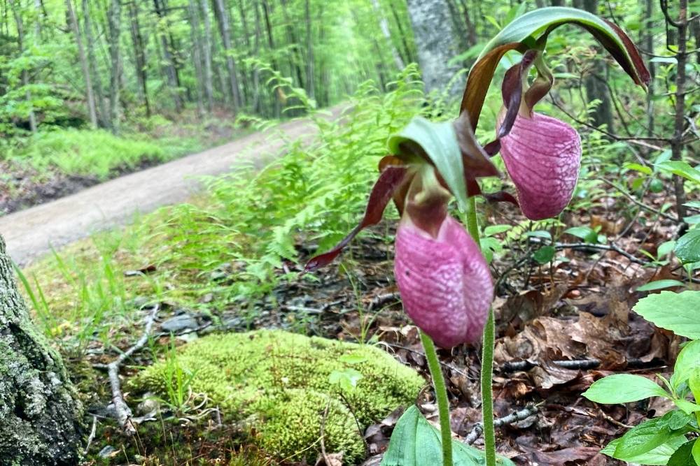 Lady slipper flowers in the woods