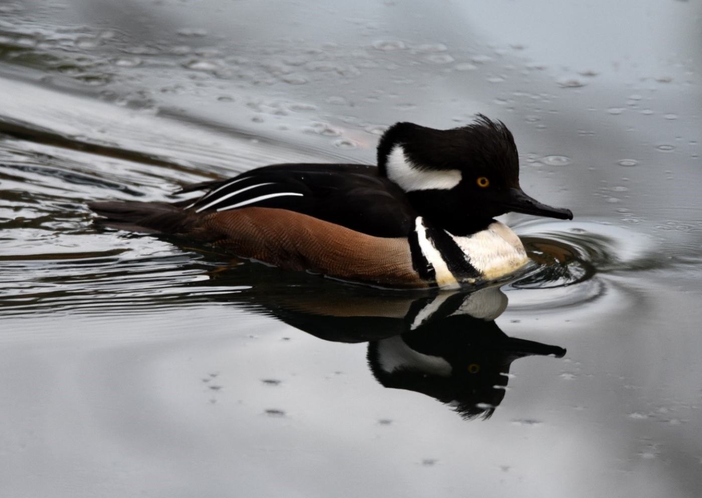 A duck with a black head and beak, white ears, black feathers with white strips, white chest with black strips, and brown belly paddling in the water