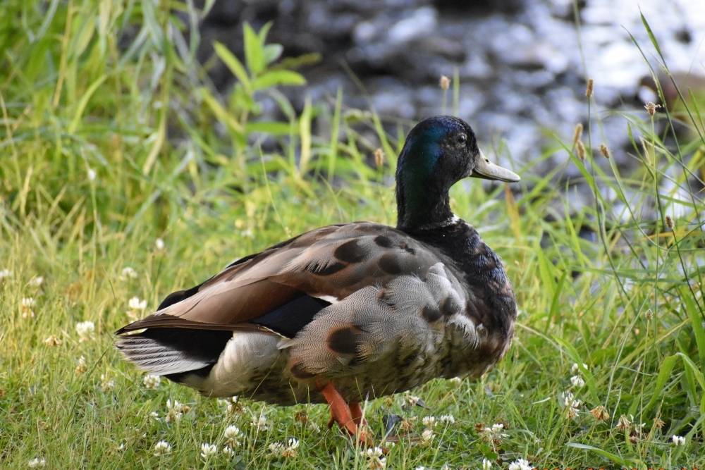 Mallard duck walking in grass