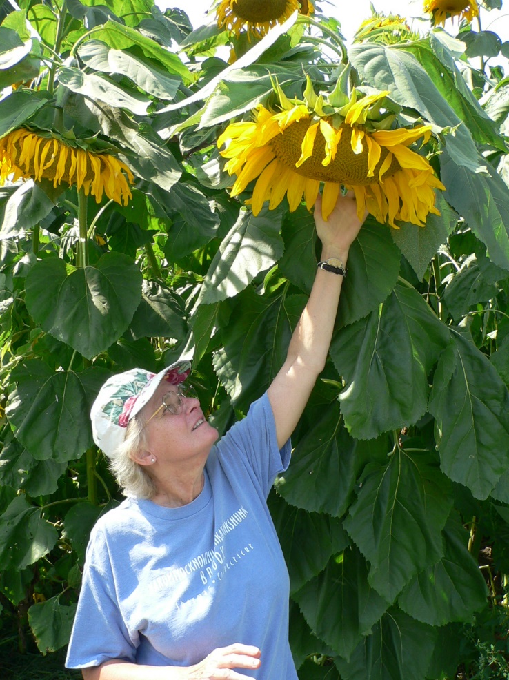 Woman reaching for sunflower in the summer