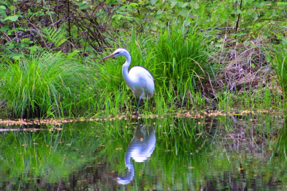 Heron standing by the edge of the water