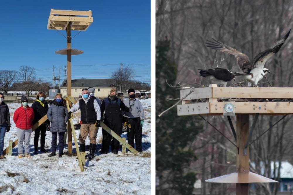 Left image is a group of people posting by an osprey nest. Second image is of 2 ospreys getting ready to fly from the osprey nest.