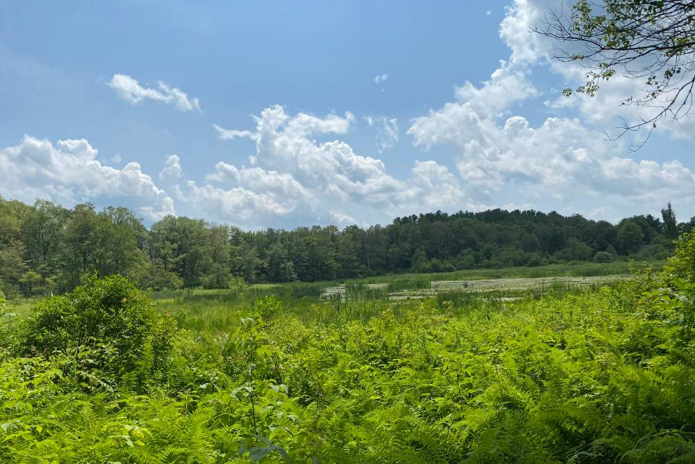 Scenic photo at a preserve in the summertime