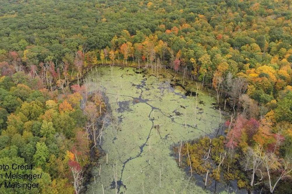 Aerial view of a swampy and forested preserve