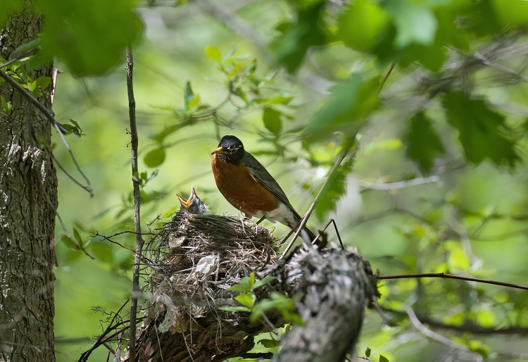 Robin stands on the edge of nest in the woods feeding the baby bird with its beak open
