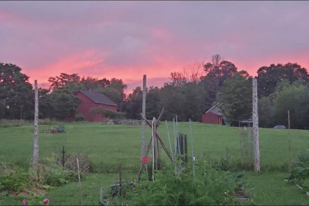 Sunset with pink clouds behind trees and red barn buildings