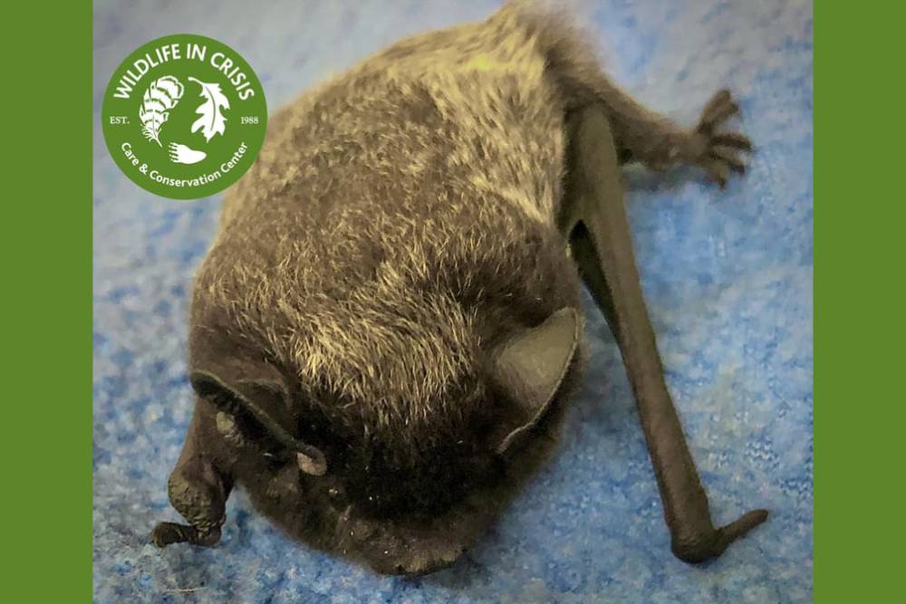 Returning a Bat to the Wild - Connecticut Land Conservation Council