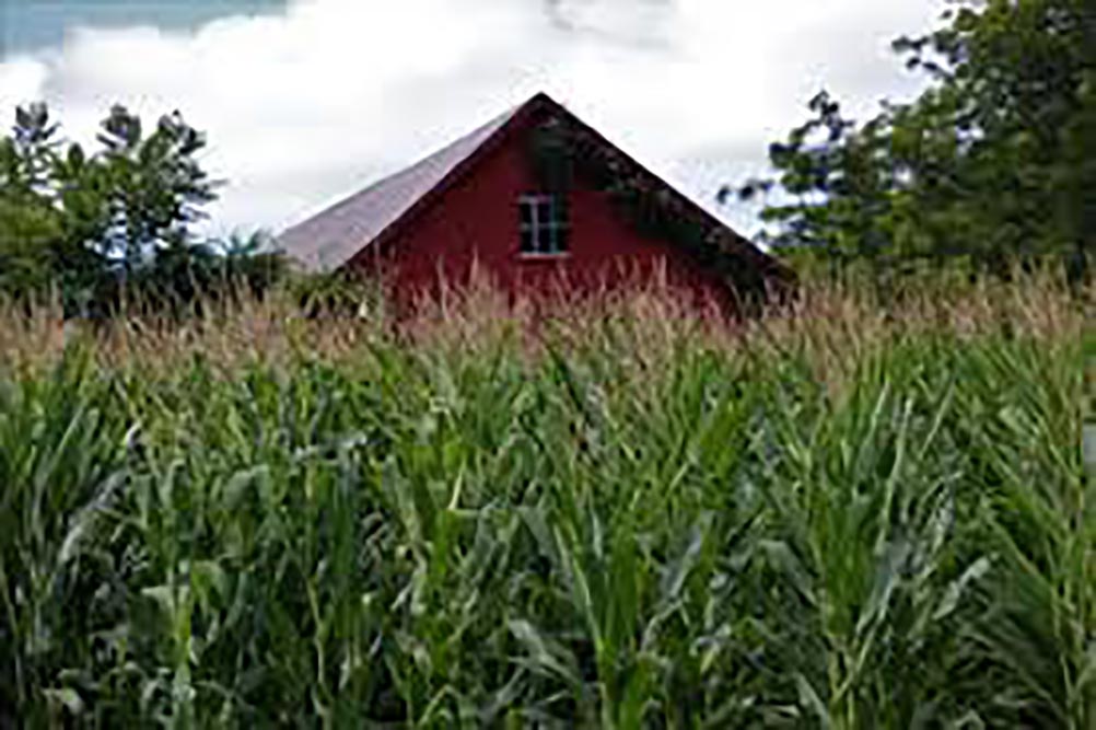 barn surrounded by corn
