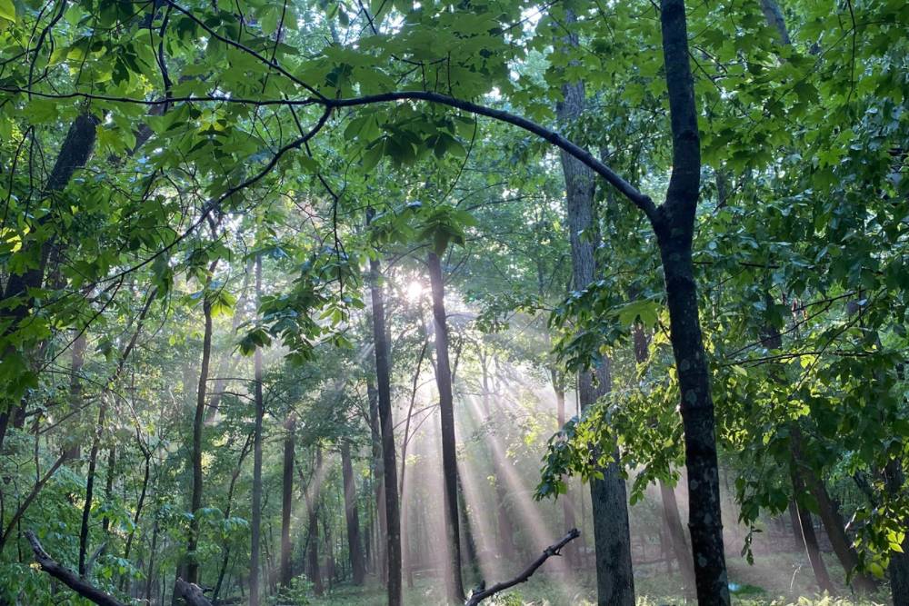 Rays of sunshine beaming through the trees in the woods