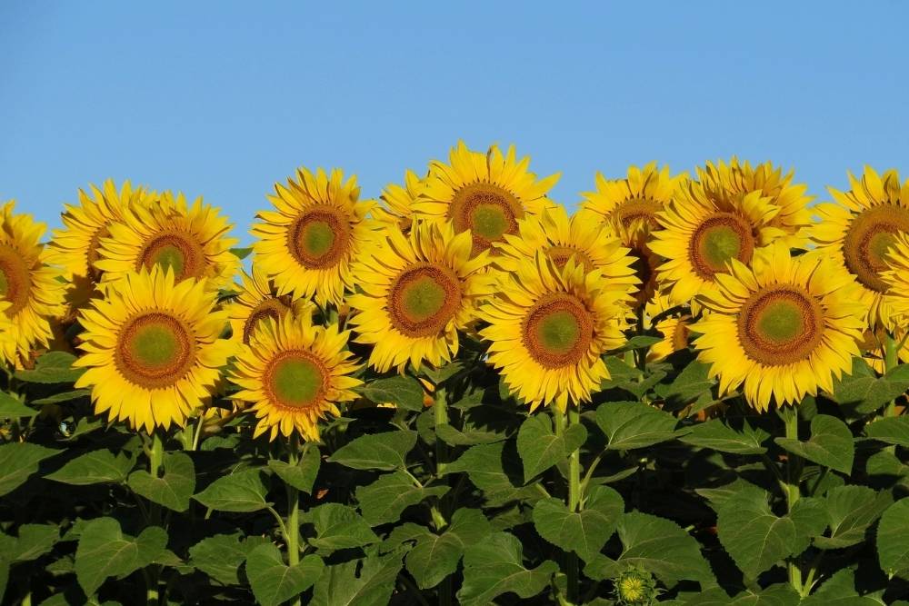 Group of sunflowers against a blue sky