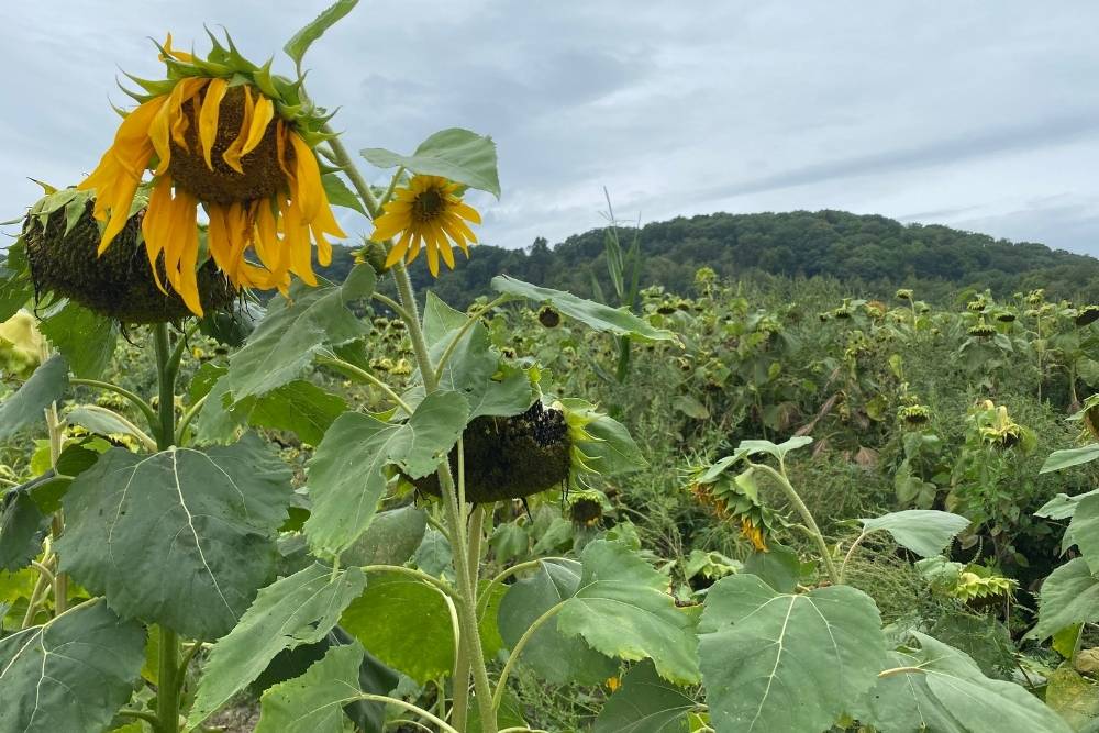 Sunflower field in September