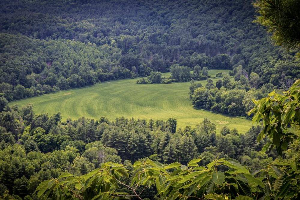 Green field with trees