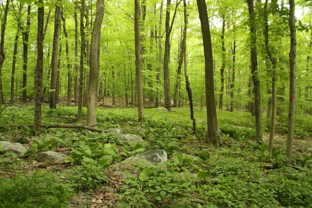 A group of trees in the woods in spring/summertime