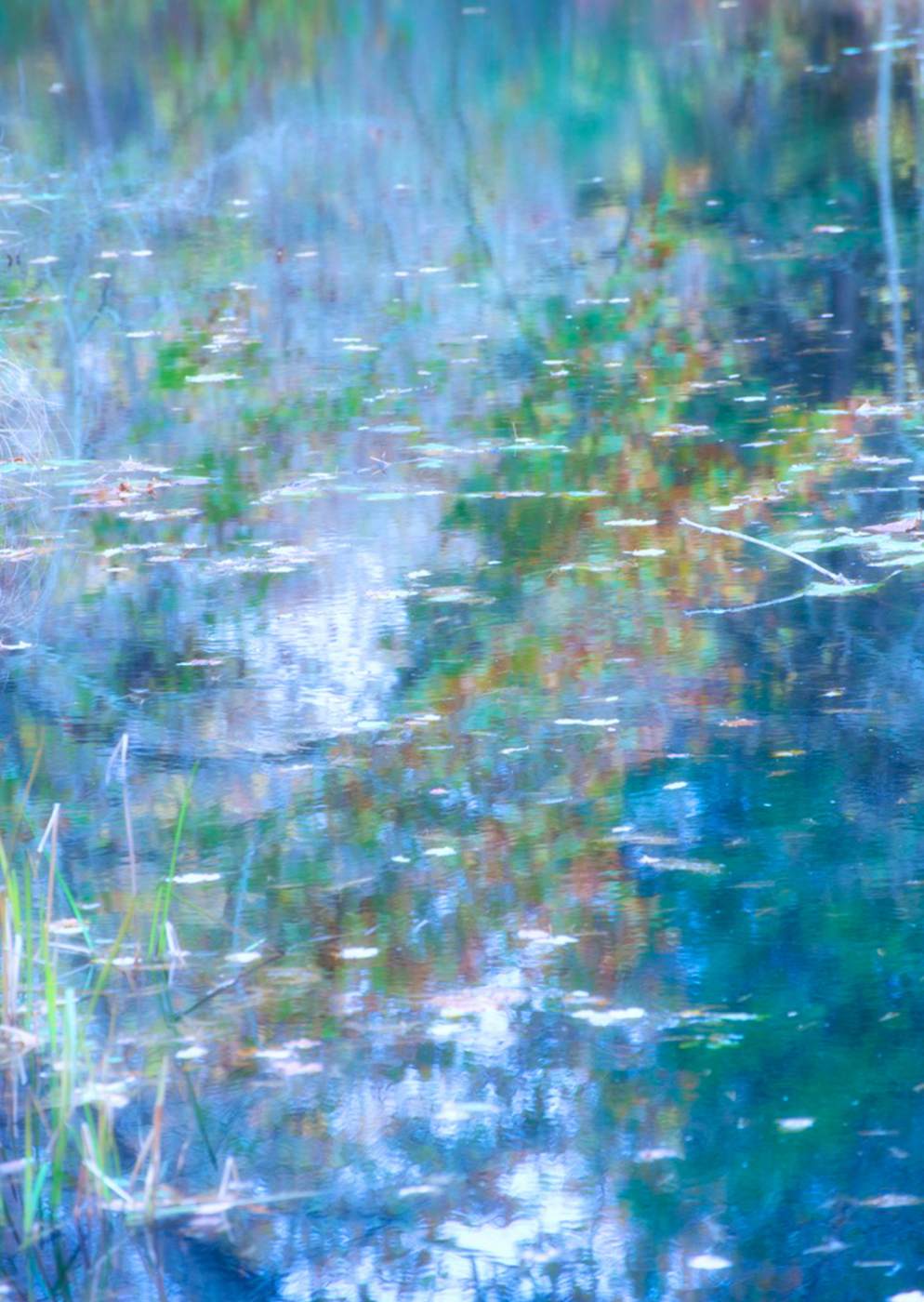 A vernal pool reflection with fairy dancing all over the water shrimp
