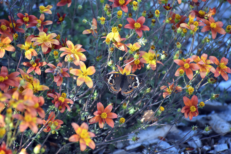 butterfly in a pollinator garden