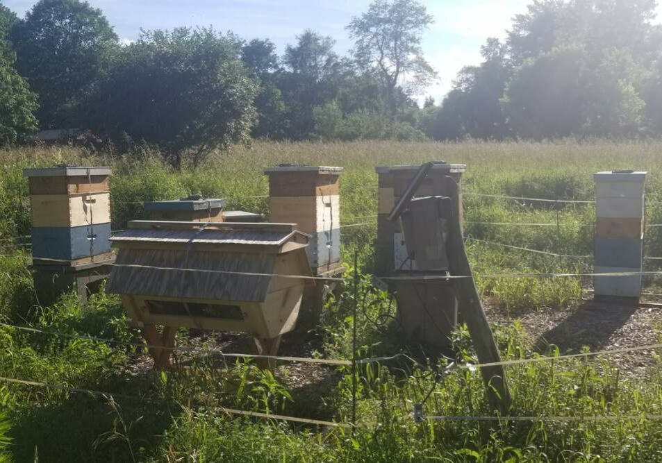 Bee hives in a grassy field